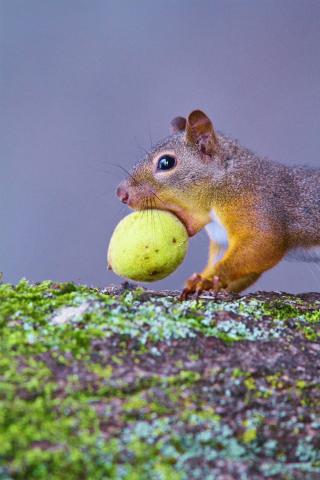 【写真展】西村 豊「八ヶ岳 生きもの ものがたり」