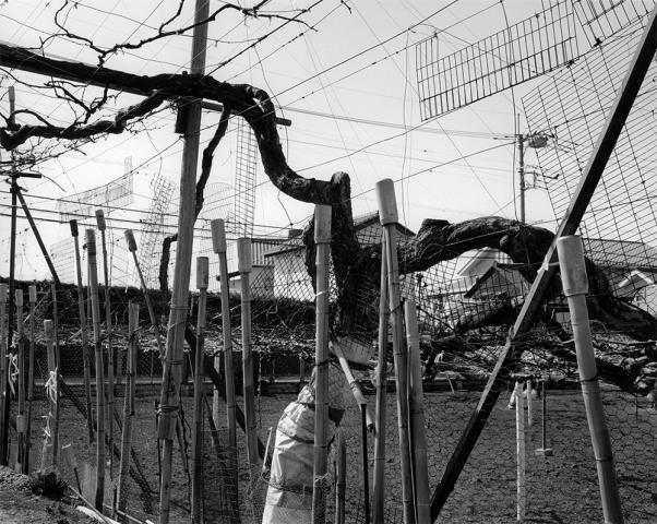 斎藤純彦写真展「Orchard」