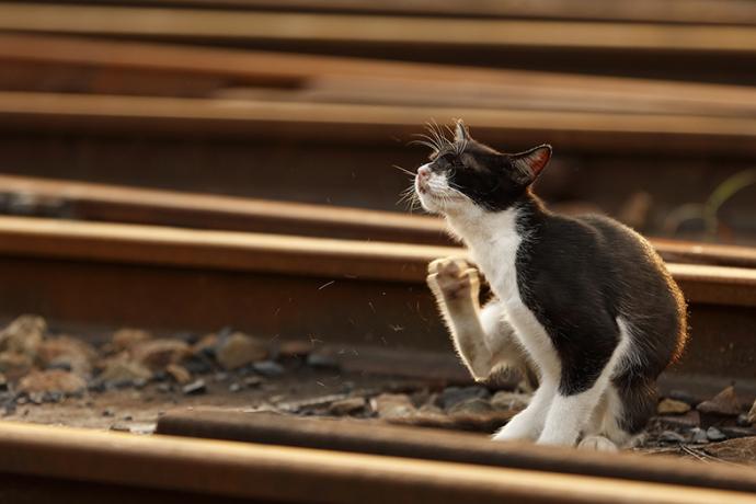 【展覧会】企画展示『「鉄道」と「猫と鉄道」』写真展 【展覧会】企画展示『「鉄道」と「猫と鉄道」』写真展