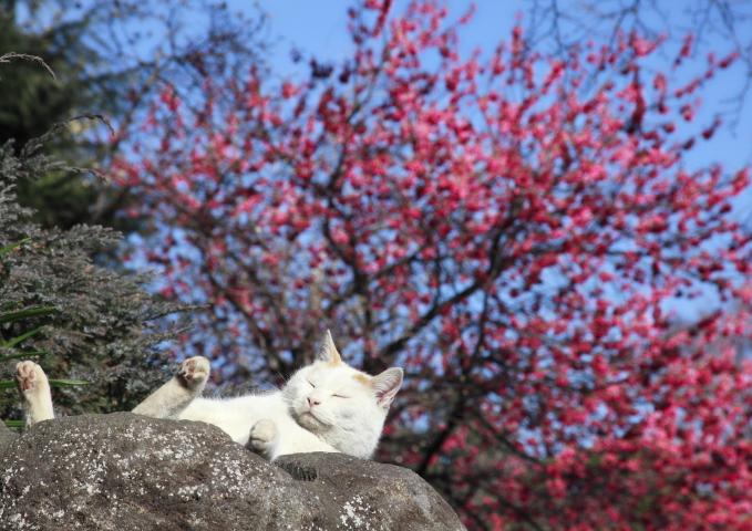 【写真展】『渋谷ルデコ ねこ写真展』~今を生きる猫たちのキロク・キオク~
