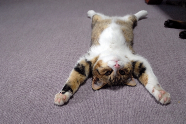 【写真展】「大佛次郎×ねこ写真展2018」 【写真展】「大佛次郎×ねこ写真展2018」