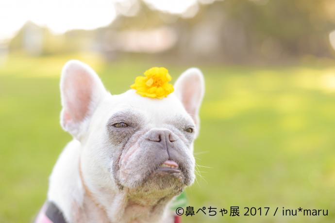 【写真展】鼻ぺちゃ犬の合同写真＆物販展「鼻ぺちゃ展 2017」