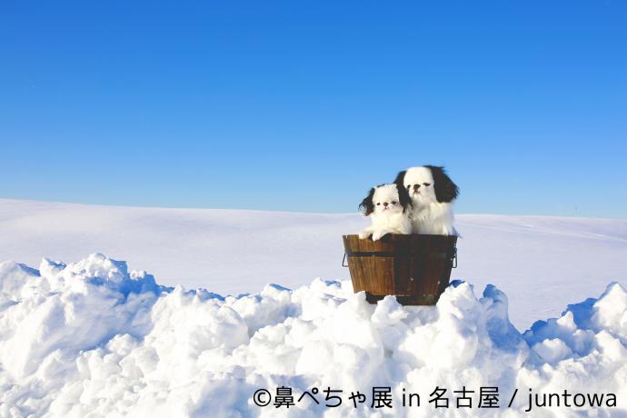 【写真展】鼻ぺちゃ犬の合同写真&物販展「鼻ぺちゃ展 in 名古屋」 【写真展】鼻ぺちゃ犬の合同写真&物販展「鼻ぺちゃ展 in 名古屋」