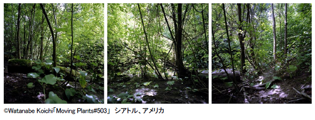 【展覧会】Moving Plants 渡邊 耕一展 【展覧会】Moving Plants 渡邊 耕一展