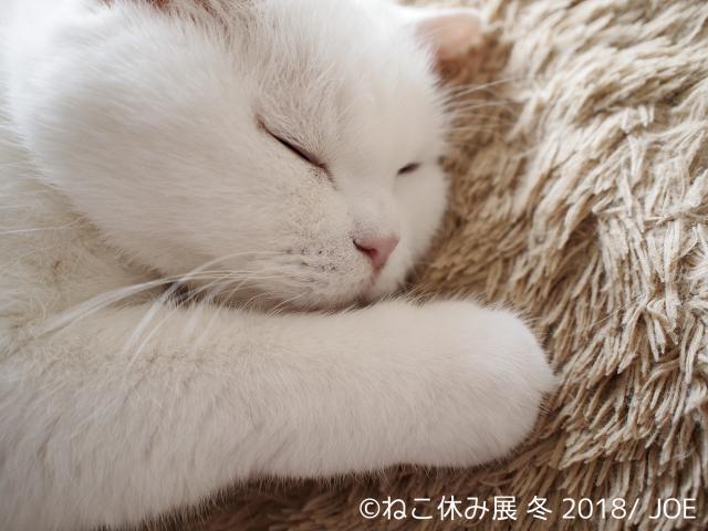 【写真展】猫の合同写真＆物販展「ねこ休み展 冬 2018」