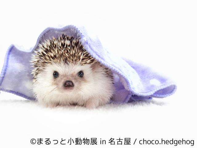 【写真展】小動物の合同写真＆物販展「まるっと小動物展 in 名古屋」