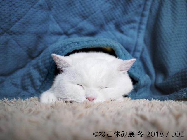 【写真展】猫の合同写真＆物販展「ねこ休み展 冬 2018」