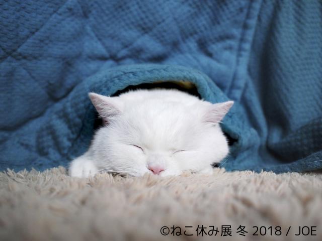 【写真展】猫の合同写真&物販展「ねこ休み展 冬 2018」 【写真展】猫の合同写真&物販展「ねこ休み展 冬 2018」