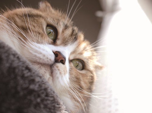 Club muzzle グループ写真展 “ねこ・猫・ネコに出会える6日間“ Club muzzle グループ写真展 “ねこ・猫・ネコに出会える6日間“