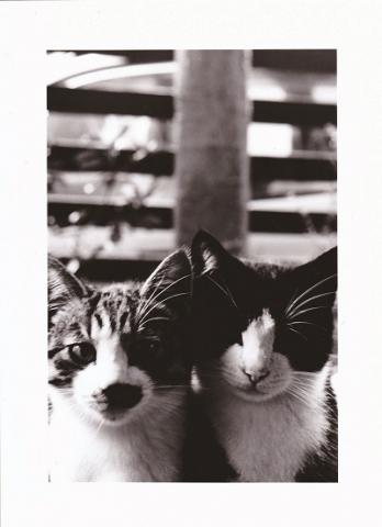 第9回 猫・ねこ写真展 PART1 第9回 猫・ねこ写真展 PART1