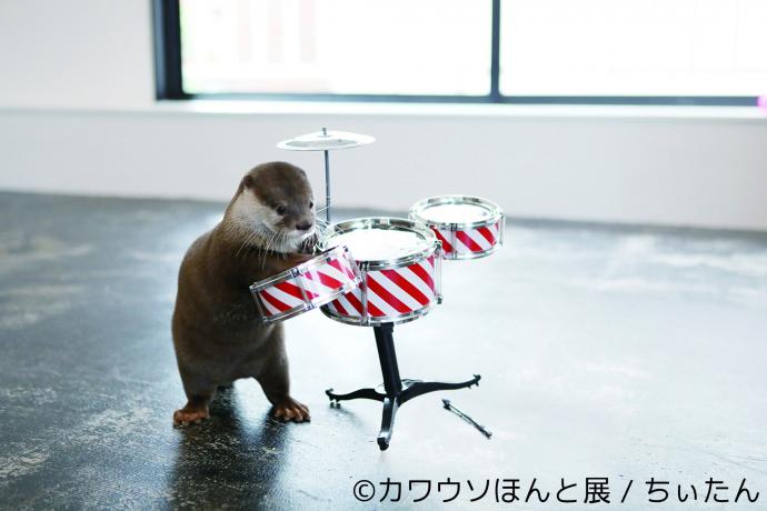 【展覧会】カワウソの合同写真&物販展「カワウソほんと展 in 名古屋」 【展覧会】カワウソの合同写真&物販展「カワウソほんと展 in 名古屋」
