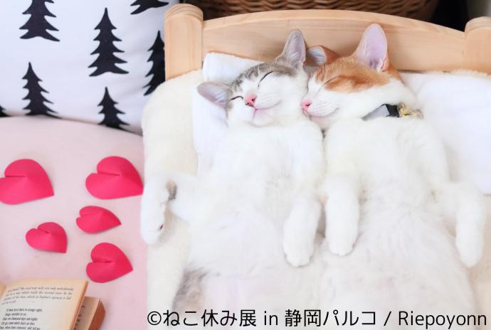 【写真展】猫の合同写真＆物販展「ねこ休み展 in 静岡パルコ」