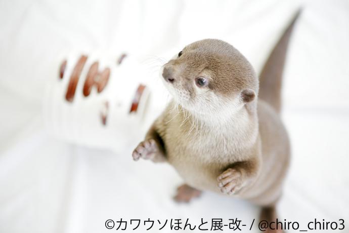【展覧会】「カワウソほんと展 -改-」 【展覧会】「カワウソほんと展 -改-」