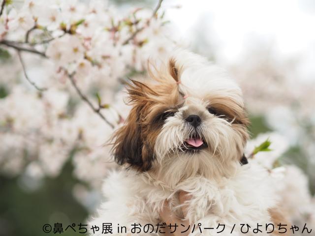 【写真展】鼻ぺちゃ犬の合同写真&物販展「鼻ぺちゃ展 in おのだサンパーク」 【写真展】鼻ぺちゃ犬の合同写真&物販展「鼻ぺちゃ展 in おのだサンパーク」