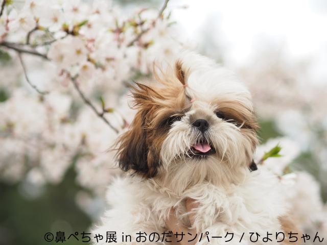 【写真展】鼻ぺちゃ犬の合同写真＆物販展「鼻ぺちゃ展 in おのだサンパーク」