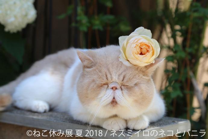 猫の合同写真＆物販展「ねこ休み展 夏 2018」