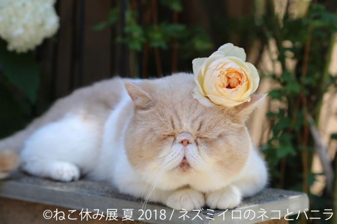 猫の合同写真&物販展「ねこ休み展 夏 2018」 猫の合同写真&物販展「ねこ休み展 夏 2018」