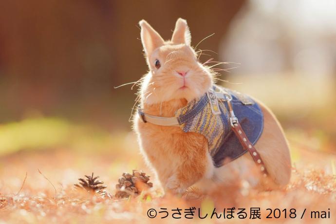 うさぎの合同写真＆物販展「うさぎしんぼる展 2018」