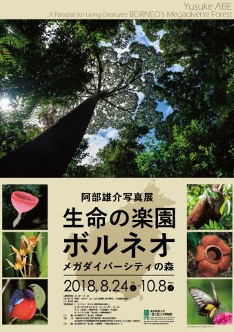 特別展 阿部雄介写真展「生命の楽園ボルネオ・メガダイバーシティの森」 特別展 阿部雄介写真展「生命の楽園ボルネオ・メガダイバーシティの森」