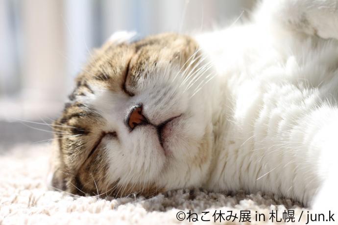 猫の合同写真展&物販展「ねこ休み展 in 札幌」 猫の合同写真展&物販展「ねこ休み展 in 札幌」