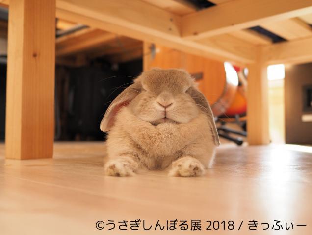 うさぎの合同写真＆物販展「うさぎしんぼる展 2018 in 名古屋」