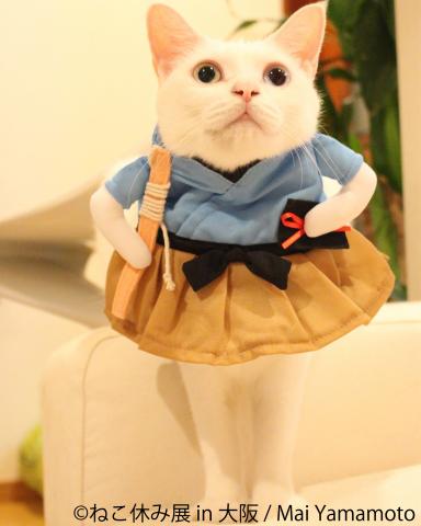 猫の合同写真展&物販展「ねこ休み展 in 大阪」 猫の合同写真展&物販展「ねこ休み展 in 大阪」