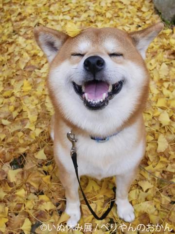 犬の合同写真&物販展「いぬ休み展」 犬の合同写真&物販展「いぬ休み展」