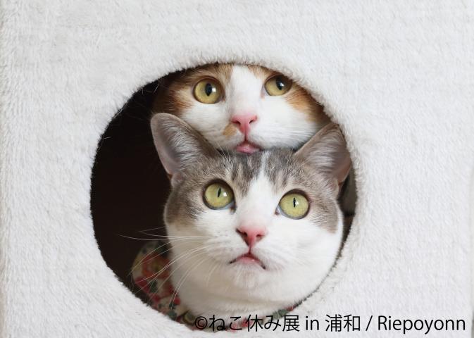 猫の合同写真展&物販展「ねこ休み展 in 浦和」 猫の合同写真展&物販展「ねこ休み展 in 浦和」