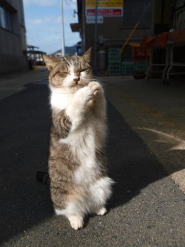 岩合光昭写真展 ほっこりネコ ― 「やきものの里のネコ」より ―