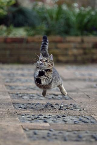 第10回 猫・ねこ写真展 PART1 第10回 猫・ねこ写真展 PART1