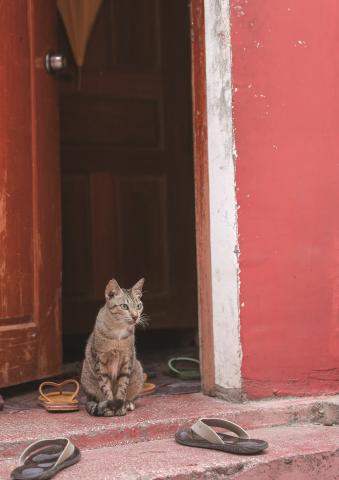 第10回 猫・ねこ写真展 PART2 第10回 猫・ねこ写真展 PART2