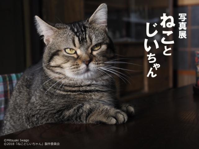 岩合光昭写真展「ねことじいちゃん」 岩合光昭写真展「ねことじいちゃん」
