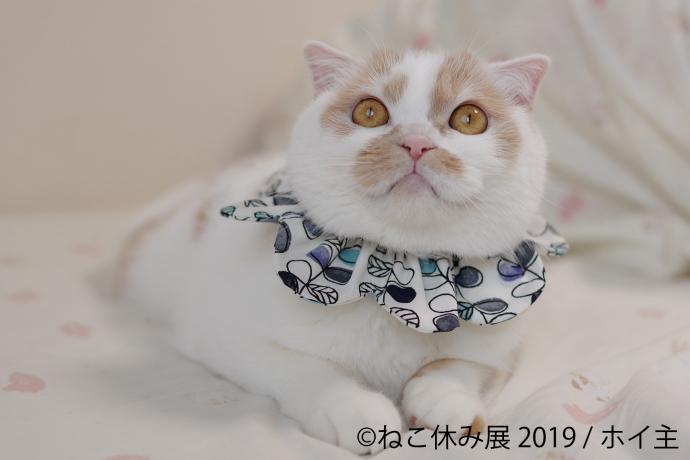 猫の合同写真展＆物販展「ねこ休み展 in 広島」