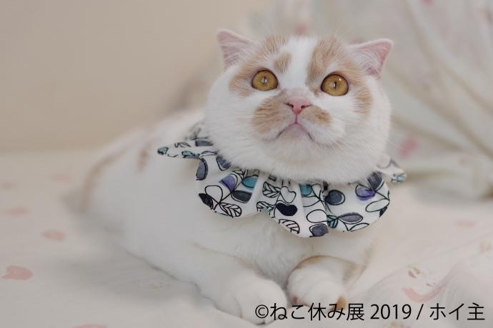 猫の合同写真展&物販展「ねこ休み展 in 広島」 猫の合同写真展&物販展「ねこ休み展 in 広島」
