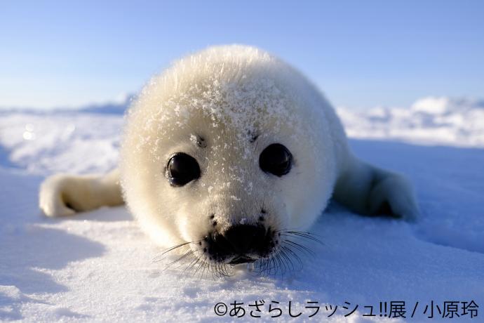 あざらしの合同写真展&イラスト展&物販展 「あざらしラッシュ!!展」 あざらしの合同写真展&イラスト展&物販展 「あざらしラッシュ!!展」