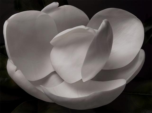 Emptiness is Form Emptiness is Form