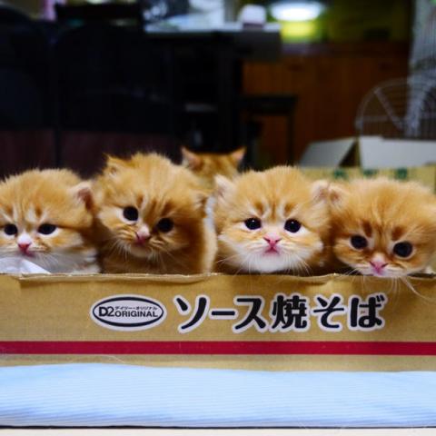 猫の合同写真展「ねこ専」2019 猫の合同写真展「ねこ専」2019