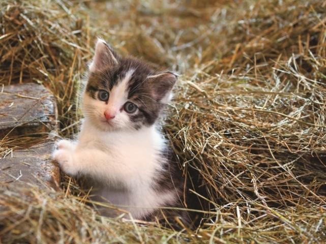 岩合光昭写真展 こねこ 岩合光昭写真展 こねこ