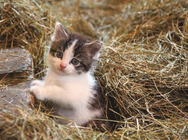 岩合光昭写真展 こねこ