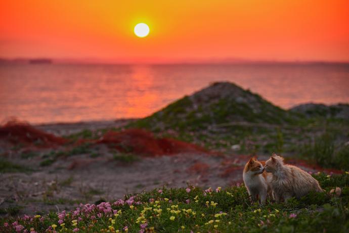 星野俊光写真展 「猫皆幻化」