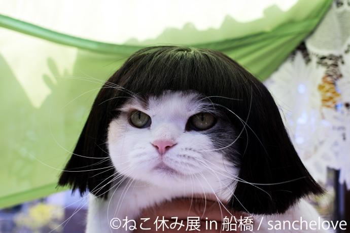 猫の合同写真展&物販展「ねこ休み展 in 船橋」 猫の合同写真展&物販展「ねこ休み展 in 船橋」