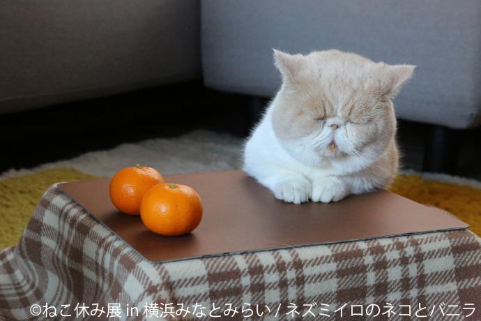 ねこ休み展 in 横浜みなとみらい ねこ休み展 in 横浜みなとみらい