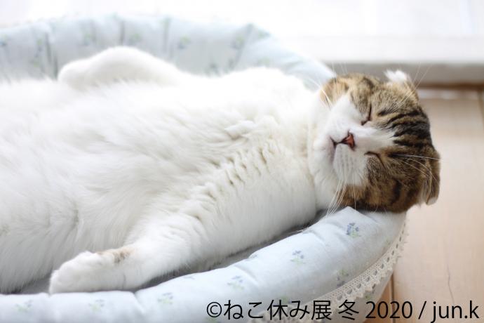 猫の合同写真展&物販展「ねこ休み展 冬 2020」 猫の合同写真展&物販展「ねこ休み展 冬 2020」