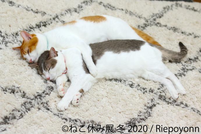 猫の合同写真展&物販展「ねこ休み展 冬 2020」 猫の合同写真展&物販展「ねこ休み展 冬 2020」