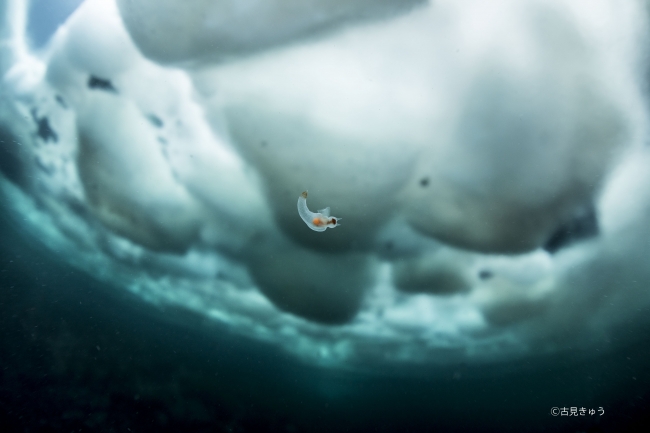 古見きゅう写真展「JAPAN’S SEA」 古見きゅう写真展「JAPAN’S SEA」