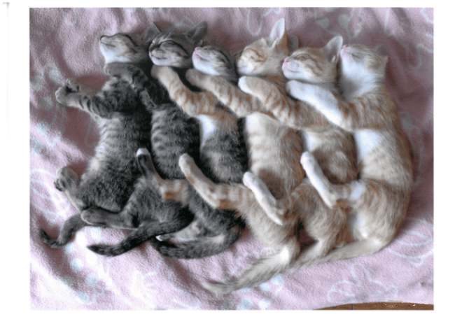 大佛次郎×ねこ写真展2020 大佛次郎×ねこ写真展2020