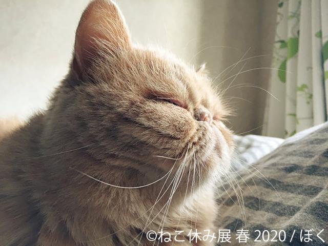猫の合同写真展＆物販展「ねこ休み展 春 2020」