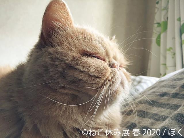 猫の合同写真展&物販展「ねこ休み展 春 2020」 猫の合同写真展&物販展「ねこ休み展 春 2020」