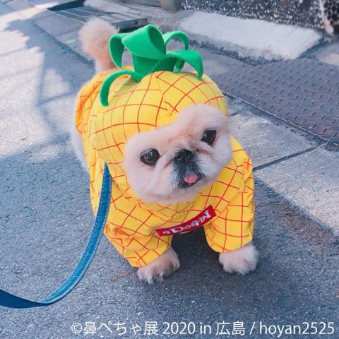 鼻ぺちゃ犬の合同写真展&物販展「鼻ぺちゃ展 2020 in 広島」 鼻ぺちゃ犬の合同写真展&物販展「鼻ぺちゃ展 2020 in 広島」