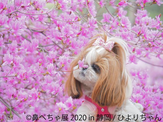鼻ぺちゃ犬の合同写真展＆物販展「鼻ぺちゃ展 2020 in 静岡」